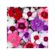 Bedding Plants - Dianthus F1 Corona Mixed (6 Pack)