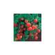 Viridis Hortus - 7 Tomato Tumbling Tom Red (Cherry) Vegetable Seeds