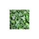 (1) Hedera Green Trailing Ivy Climbing Evergreen Plant In Pot *Not Plugs*