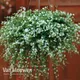 Thompson & Morgan Bacopa Snowtopia 48 Plug Plants