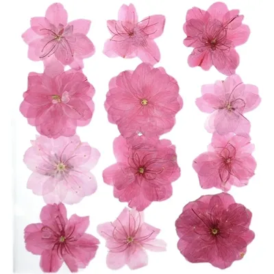 120pcs Mixed Pressed Dried Flower Natural Cherry Blossoms Herbarium Epoxy Resin Jewelry Making