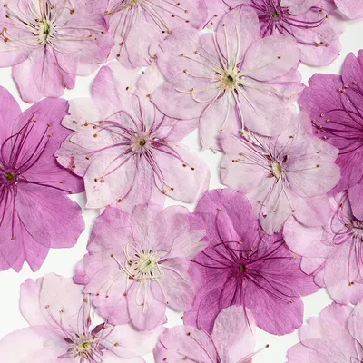 Flowers+Plants