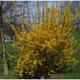 Forsythia intermedia Lynwood Gold - Forsythia - plant in 9 cm pot