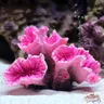 Resina barriera corallina ornamenti per acquari decorazione per acquario resina corallo Home Tank