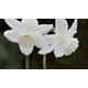 Daffodil bulbs NIVETH Pure white scented fragrant flowers Easy Grow Hardy perennial Spring display Autumn plant garden beds, pots tubs patio