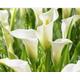 3 x Calla Lily (Zantedeschia) small bulbs in growth stage Elegant white summer blooms Cut flower Low maintenance HARDY Everlasting plant