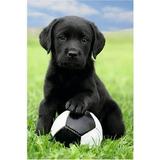 Jigsaw Puzzles Dog and Football Cute Animal 500 Piece Jigsaw Puzzle challenging and Stimulating Puzzle Game Wall Art Unique Gift.