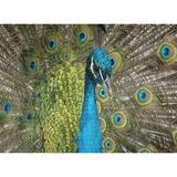 Peacock Nature Bird Jigsaw Puzzles 1000 Pieces Entertainment Toys For Adult Special Graduation Or Birthday Gift Home Decor