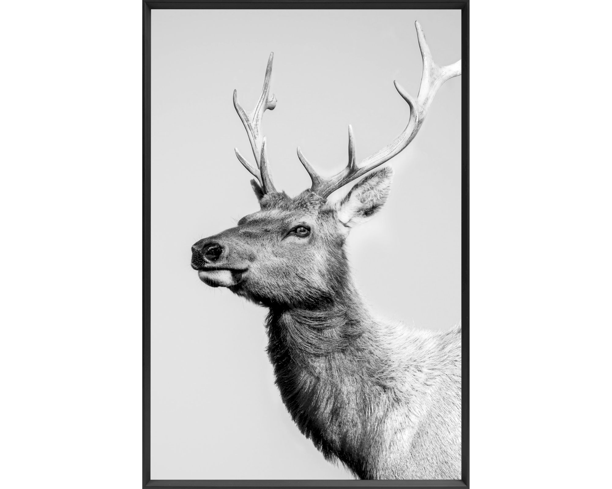 La Casa »Deer black and white« Wandbild II 60x90 cm Rahmen schwarz