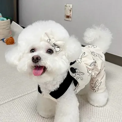 Pet+Costumes