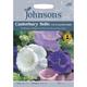 Johnsons Seeds - Pictorial Pack - Flower - Canterbury Bells Cup and Saucer Mixed - 600 Seeds