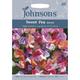 Johnsons Seeds - Pictorial Pack - Flower - Sweet Pea Beeline - 25 Seeds