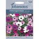Johnsons Seeds - Pictorial Pack - Flower - Osteospermum Daisy Mae - 25 Seeds