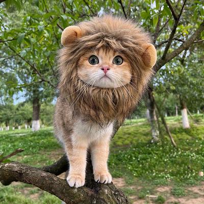 Make Your Pet Look Like A Lion With This Fun Pet W...