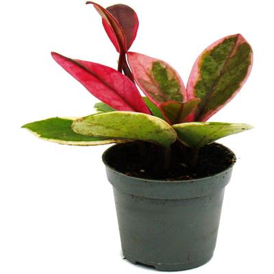 Mini-Pflanze - Hoya Flaming Dream - rotblättrige Porzellanblume - Wachsblume - Baby-Plant - 6,5cm