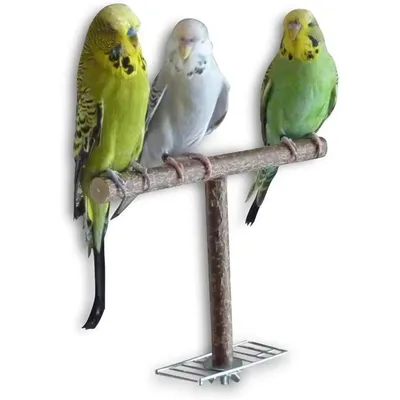 Bird+Supplies