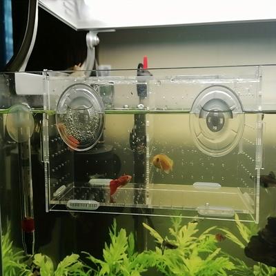 Fish Tank Isolation Box, Small Fish Incubator Aqua...