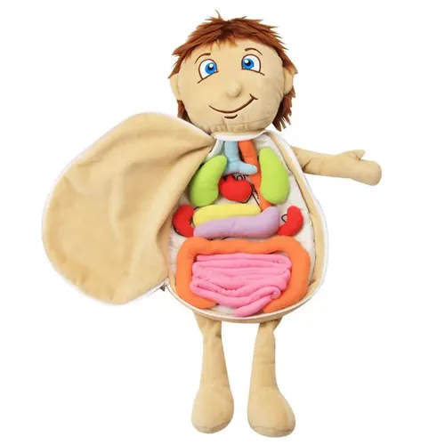 Menschlichen Körper Modell Anatomie Puppe Weiche Puppe Spielzeug Modell Anatomie Anatomischen