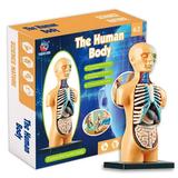 TITOUMI Human Body Model for Kids 9.84 inch Removable 3D Human Torso Anatomy Model with Heart Brain Skeleton Head Model for Medical Student Learning Education Display with Wooden Base Ages 4+