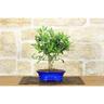 Pollice Verde - Bonsai di Citrus Kinzu (12)