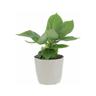 Kentis - Pianta di Banano Musa Acuminata Dwarf Cavendish con Eco-Vaso Grigio - Altezza 35-45 cm