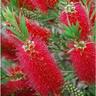 Pianta Callistemon Leavis Vaso: 24