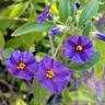 40pz Pianta Solanum Rantonettii