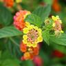 40pz Pianta Lantana Camara Colore: Giallo