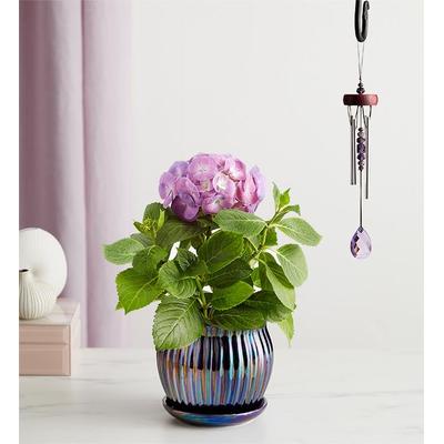 1-800-Flowers Plant Delivery Blissful Blooming Hydrangea Small Plant Purple W/ Windchime
