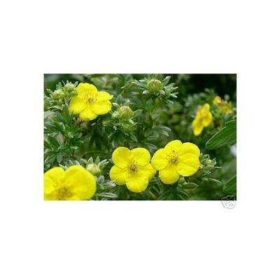 Gelber Fünffingerstrauch (Potentilla), pflegeleichter Dauerblüher