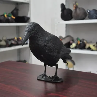 Pest+Control