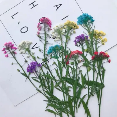 60pcs 6-8cm Pressed Dried Lobularia Maritima Flower Plant Herbarium For Jewelry Postcard Invitation