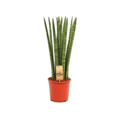 Sansevieria cylindrica - Solitär-Pflanze - 19cm Topf