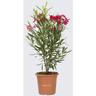 Nerium Oleander Rosso - Piante Vere da Esterno - H 80-100 cm Vaso da Coltura Ø 24 cm