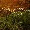 Lampes de jardin étanches à énergie solaire, 62 lucioles améliorées, éclairage de jardin vibrant