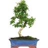 Kentis - Bonsai Carmona - Bonsai Tè del Fukien Tè Coreano - h 35-45 cm Vaso ø 20 cm a s