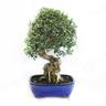 Kentis - Bonsai Olea Oleaster - Bonsai Vero Oleastro - h 45-55 cm Vaso ø 27 cm