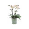 Kentis - Orchidea Vera Pianta Rara - Phalaenopsis Aromio Powdery Profumata - Piante da interno