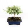 Kentis - Bonsai Coprosma - Bonsai Vero - h 20-25 cm Vaso ø 19 cm