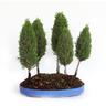 Bonsai Cupressus Sempervirens - Boschetto 5 Cipressi - h 40-45 cm Vaso ø 36 cm