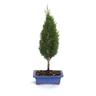 Bonsai Cupressus Sempervirens - Bonsai Cipresso - H 40-45 cm Vaso Ø 19 cm