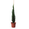 Ginepro Juniperus Virginiana Blue Arrow - Pianta da Esterno Resistente al Freddo - Pianta da