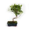 Bonsai Ficus Microcarpa - Bonsai Ficus Retusa - h 35-45 cm Vaso ø 18,5 cm