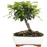 Kentis - Bonsai di Leccio - Quercus Ilex - Bonsai Vero di Quercia - h 25-35 cm Vaso ø 21 cm