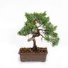 Bonsai Juniperus Chinensis Ito-Igawa - Bonsai Vero Ginepro - h 25-30 cm Vaso ø 15,5 cm