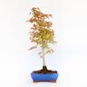 Bonsai Acero Palmato Deshojo - Acer Palmatum - Vaso - h 50-60 cm Vaso ø 21 cm