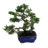 Kentis - Bonsai di Ginepro con Vaso in Ceramica - Bonsai Juniperus - Vaso ø 16 cm h 20/30 cm