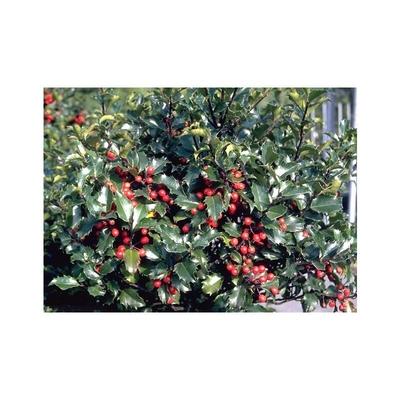 Stechpalme, Ilex Alaska, immergrün rote Beeren 30-40