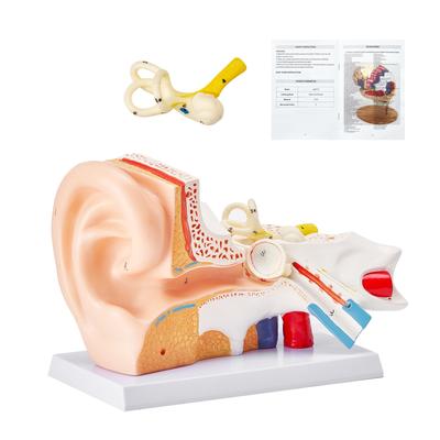 VEVOR Human Ear Anatomy Model, 3 Parts 5 Times Enlarged Human Ear Model Displaying Outer, Middle, Inner Ear with Base. - 3 Parts