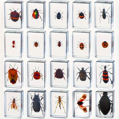 TEMU 20 Pcs Insect In Resin Bug Preserved Specimen Collection Paperweights Resin Insects Various Insect Specimen For Office Men Women Science Teacher Education Bug Collection Supplies (insect)